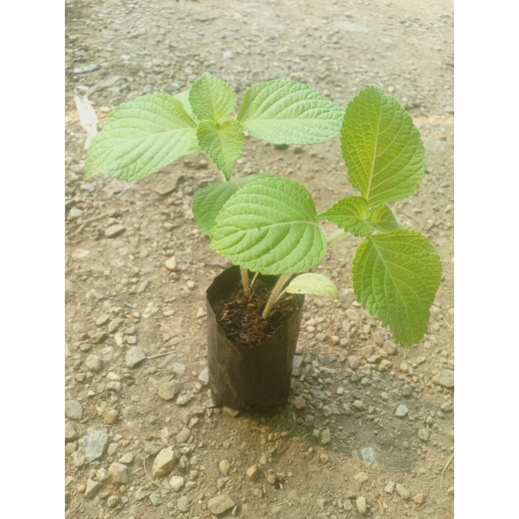 ต้นพันธุ์ ใบงาเขียว ใบชิโซะ (Shiso) ใบงาสีเขียว งาขี้ม้อน งาม้อน ถุงดำละ 29บาท พร้อมปลูก ใบชิโซะ (Shiso)