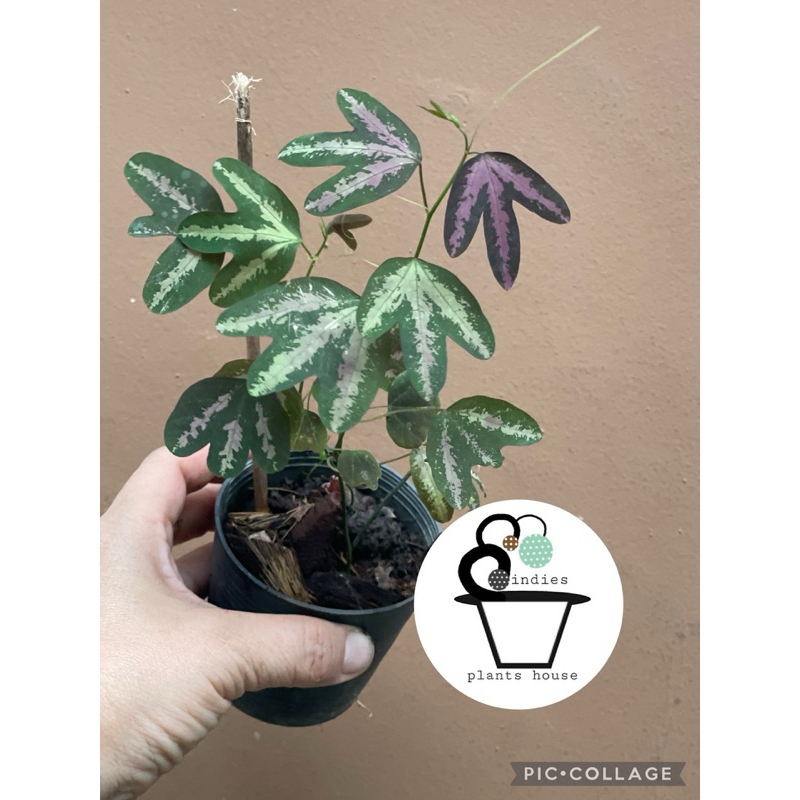 ตีนไดโนเสาร์ Passiflora trifasciata Lem ต้นไดโนซอรัส /ไดโนเสาร์/เท้าไดโนเสาร์/ดาวลดา