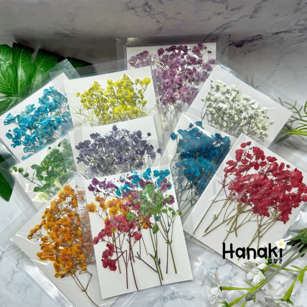 【พร้อมส่ง】ยิปโซทับ ดอกยิปโซ  ยิบโซทับแห้ง ดอกไม้ทับแห้ง Pressed Flowers💐