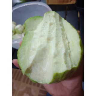 ฝรั่งกิมจู อินทรีย์ เนื้อแน่น หวาน กรอบ เก็บสดใหม่จากสวน