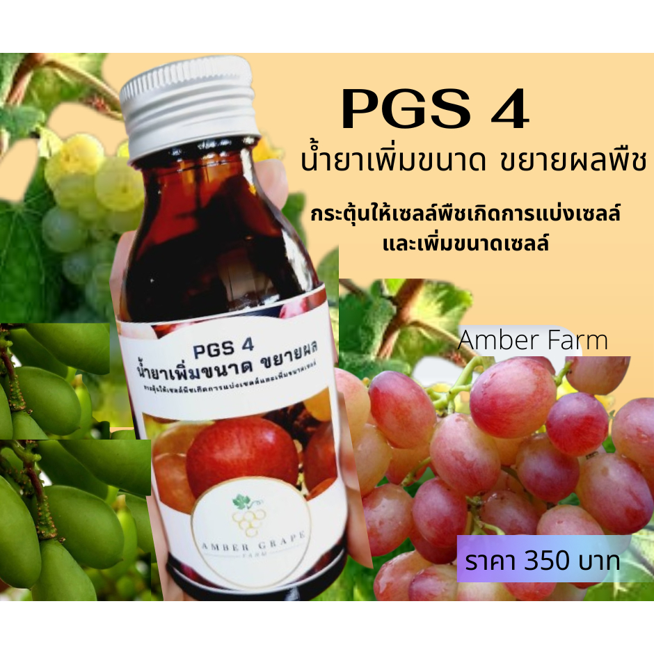 Amber grape farm Pgs 4 น้ำยาเพิ่มขนาด ขยายผลพืช กระตุ้นเชลล์พืชเกิดการแบ่งเซลล์และเพิ่มขนาดเซลล์