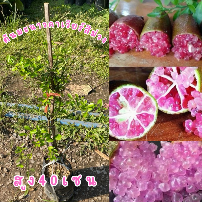 ต้นมะนาวคาเวียร์สีม่วง ต้นละ120บาท ต้นสวยแข็งแรงพร้อมส่ง