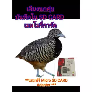 เสียงนกคุ่มนกคุ้มต่อบันทึกในSD CARDเมมโมรี่การ์ด