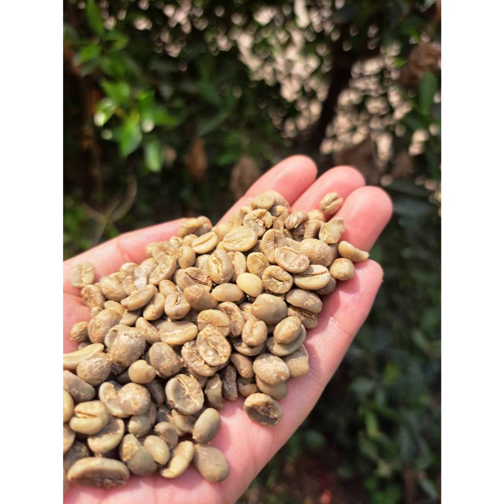 เมล็ดกาแฟดิบ Thai Chiang Rai, Doi Chang (DAY ONE COFFEE)