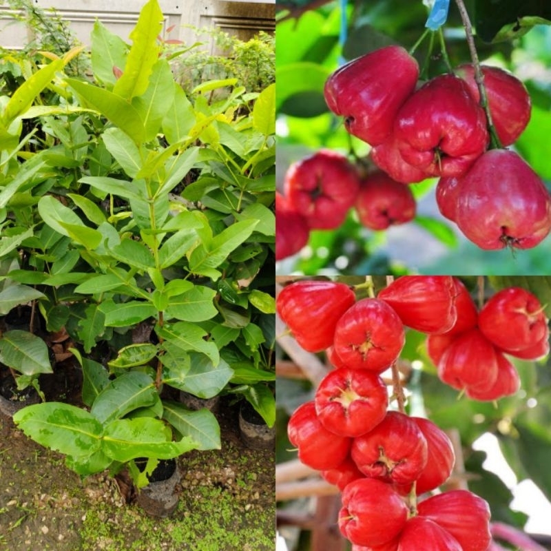ชมพู่สตอเบอรี่ สุดยอดชมพู่พันธุ์ใหม่ จากไต้หวันสู่ไทย ผลมีสีแดงสด รสชาติหวาน