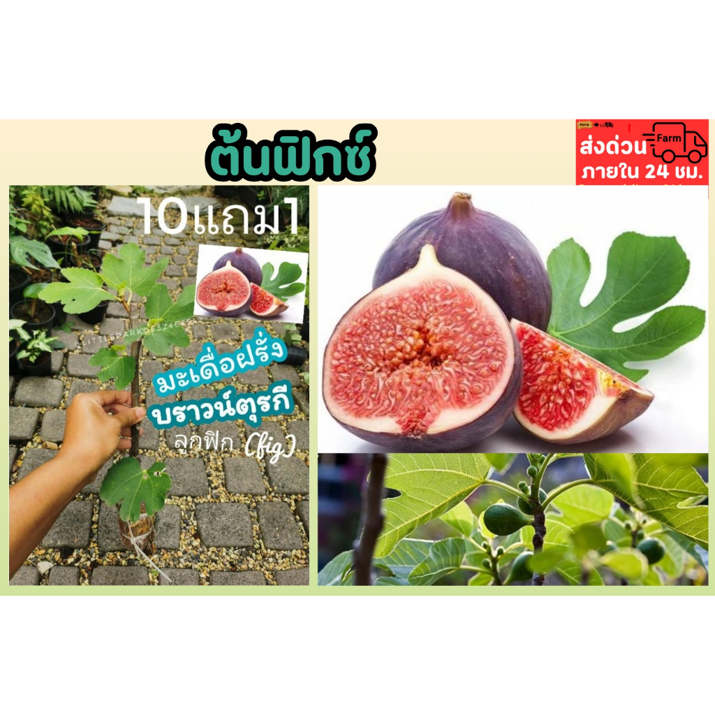 ต้นฟิก​ ต้นมะเดื่อฝรั่ง​ บราวน์ตุรกี​ กิ่งตอนรากแน่น(brown turkey fig tree small size) ผลไม้ทานได้ บ