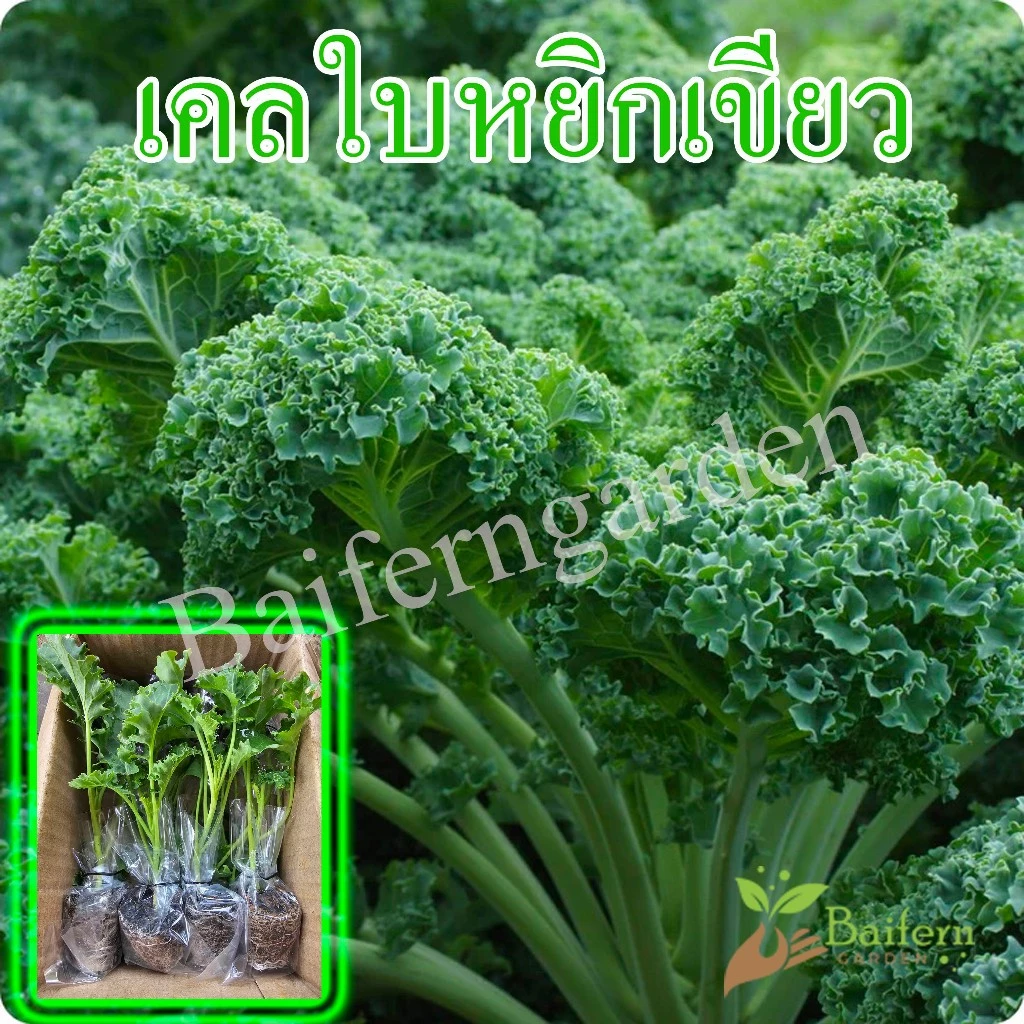 ต้นกล้าเคลใบหยิกเขียว ต้นแข็งแรงรากเยอะพร้อมปลูก