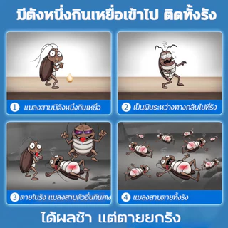 เจลฆ่าแมลงสาบ ดึงดูดแมลงสาบ กำจัดแมลงสาบ ไล่แมลงสาบ ที่ดักแมลงสาบ กำจัดทั้งรัง ป้องกันแมลงสาบ 50ปีไม่มีแมลงสาบ