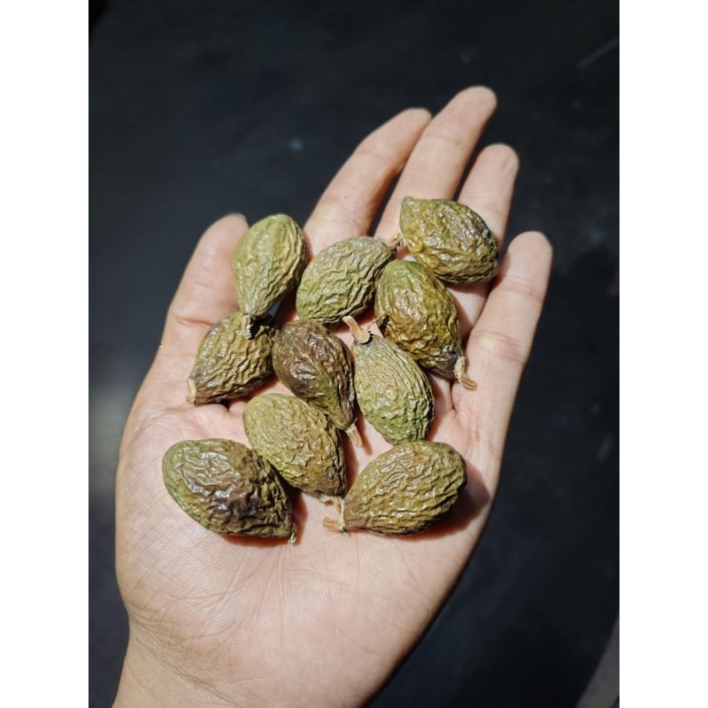 ลูกสำรองปี69 คัดไซส์เม็ดใหญ่ 100g