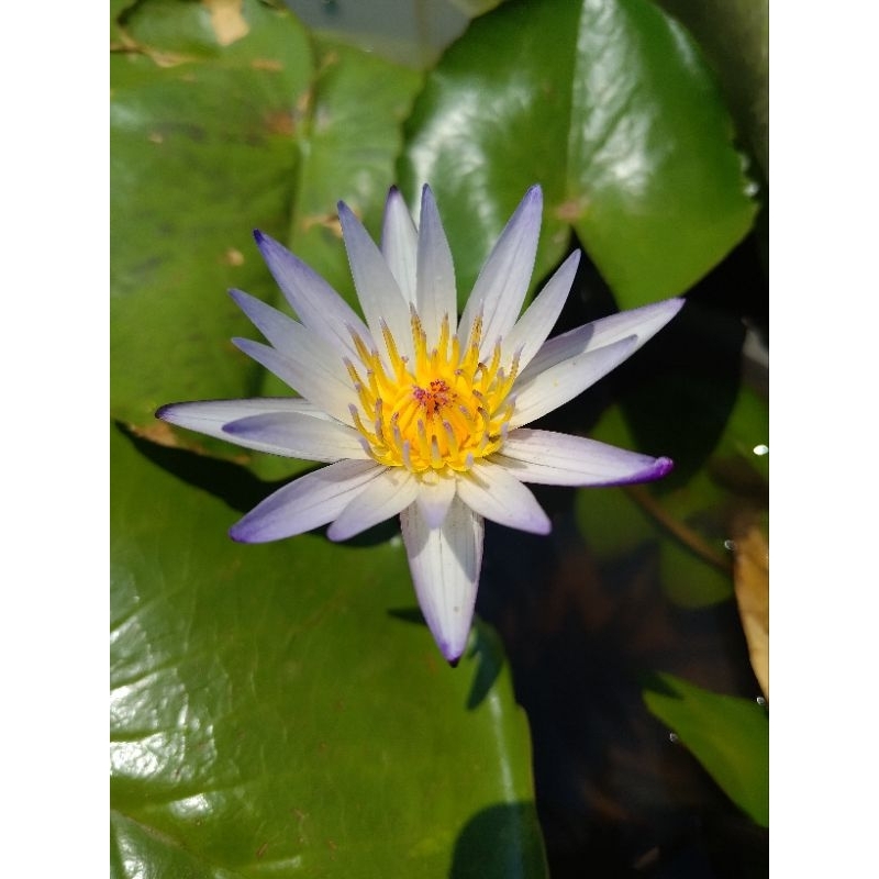 บัวผันบัวไทย 7 สี7ต้นล้างรากส่งราคา299บาท - รูปที่ 5