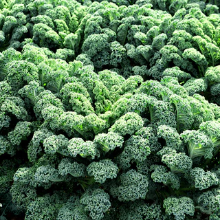 เมล็ดพันธุ์เคล วินเทอร์บอร์ Winterbor Kale F1 Seed 15 เมล็ด คุณภาพดี ของแท้ 100%