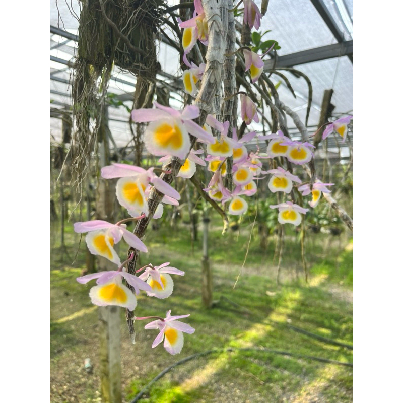 กล้วยไม้ เอื้อง สายน้ำผึ้งลาว Dendrobium primulinum Laos เกาะขอนไม้สัก