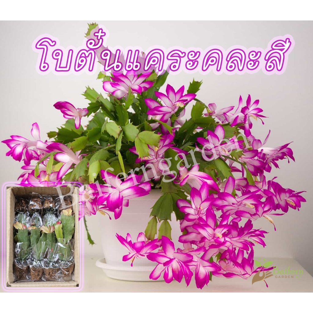 ต้นกล้าดอกโบตั๋นแคระคละสี ปลูกประดับสวยงาม ออกดอกตลอดทั้งปี