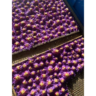 💥สินค้าขายดี💥 ชาดอกบัวสีน้ำเงิน ออเเกร์นิค(Blue lotus Tea Organic) ขนาด 50 กรัม ชาเพื่อสุขภาพ