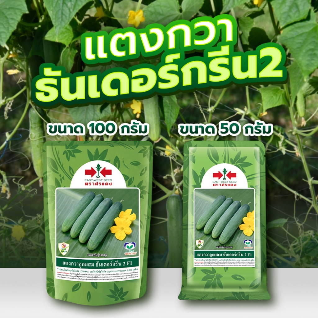 เมล็ดพันธุ์แตงกวา ธันเดอร์กรีน2 F1 ตราศรแดง East-West Seed CUCUMBER เมล็ดแตงกวา เมล็ดพันธุ์ ศรแดง