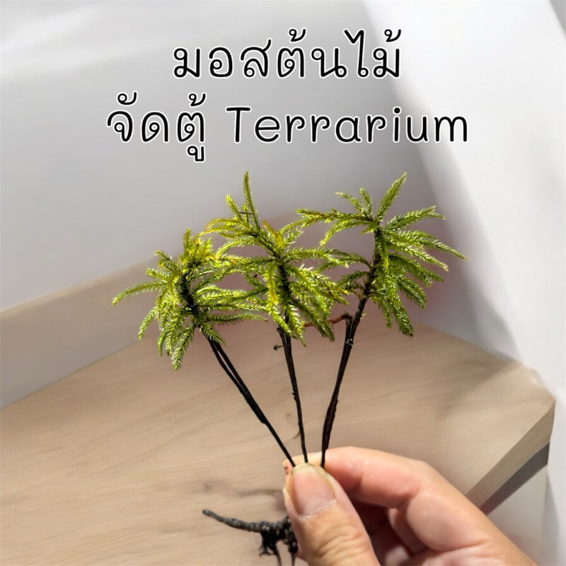 มอสต้นไม้ ไคลมาเซียม Climacium Dendroides , Pleuroziopsis Ruthenica จัดตู้เทอร์ราเรี่ยม ระบบชื้น Terrarium