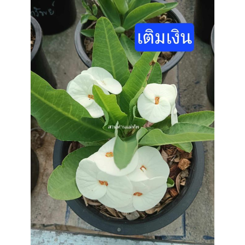 โป๊ยเซียน "เต็มเงิน" ชำกิ่งในกระถาง 2 นิ้วมีรากแล้วพร้อมย้ายกระถางได้เลย