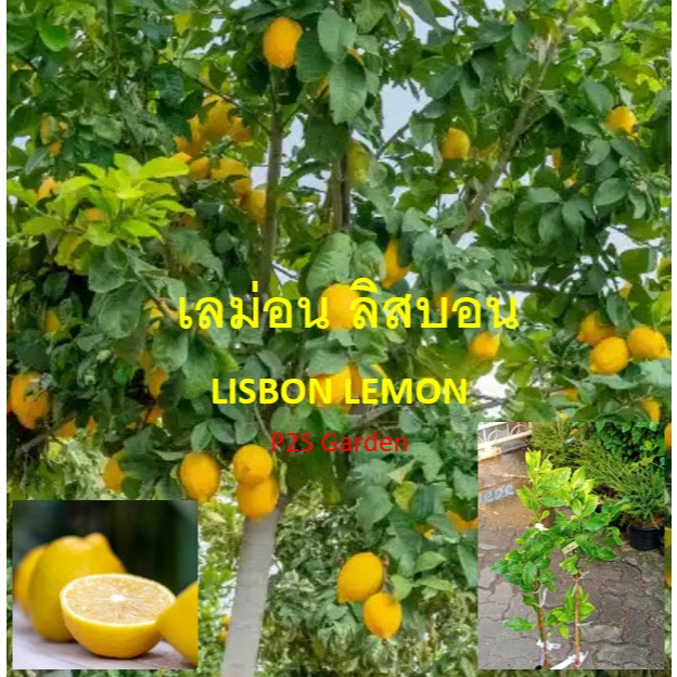 ต้น เลม่อน ลิสบอน Lisbon lemon tree ขนาด 40-120 ซ.ม.