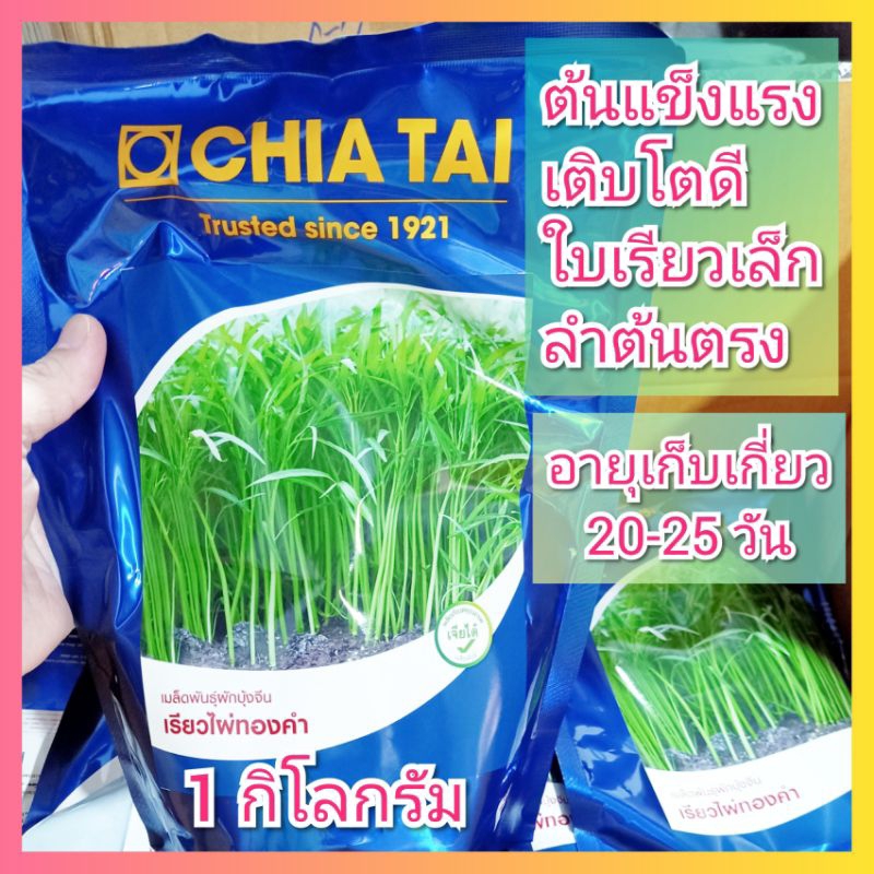 ผักบุ้งจีน เรียวไผ่ทองคำ เจียไต๋ 1 กิโลกรัม ผักบุ้งใบไผ่ ต้นอ่อนผักบุ้ง เมล็ดผักบุ้ง