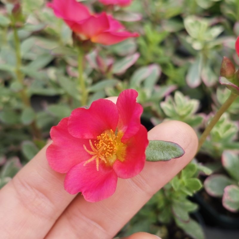 คุณนายไฮโซด่าง คุณนายตื่นสายด่าง กระถางขนาด3 นิ้ว คละสี เหลือง ส้ม