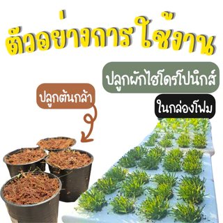 กระถาง 3 นิ้ว ปลูกผักไร้ดิน ปลูกผักในดิน สามารถใช้ปลูกผักในกล่องโฟม กระถาง 3 นิ้ว สีดำ เหนียว ทน