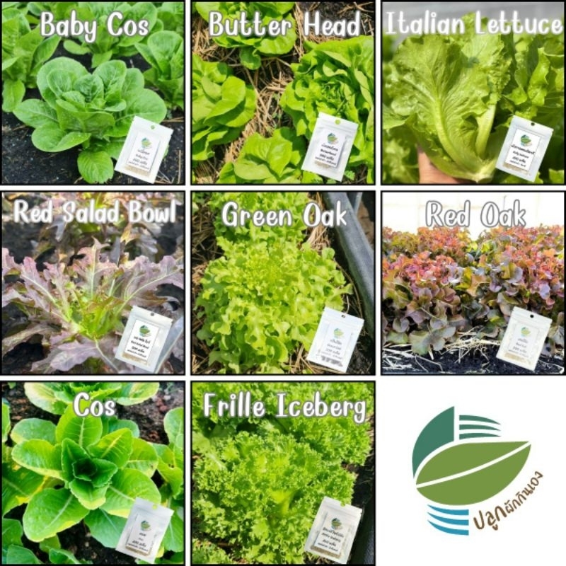 เมล็ดพันธุ์ ผักสลัด อัตรางอกดี นำเข้าจากนิวซีแลนด์ GreenOak RedOak Cos BabyCos Butterhead  Frille Iceberg