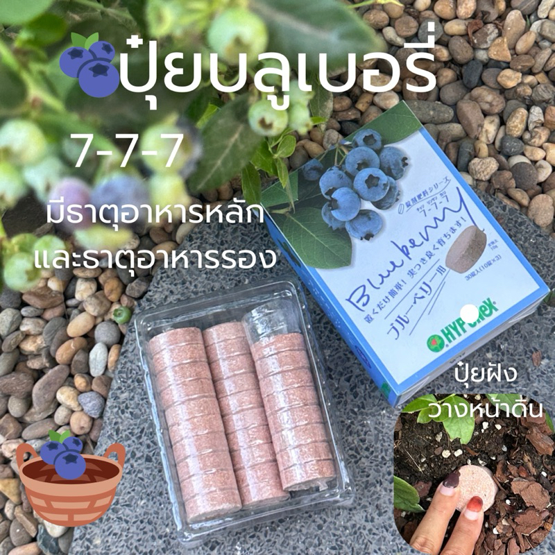 🌱📌พร้อมส่งปุ๋ยสำหรับบลูเบอร์รี่🫐🪴บำรุงครบ ปุ๋ยสำหรับบลูเบอรี่🫐