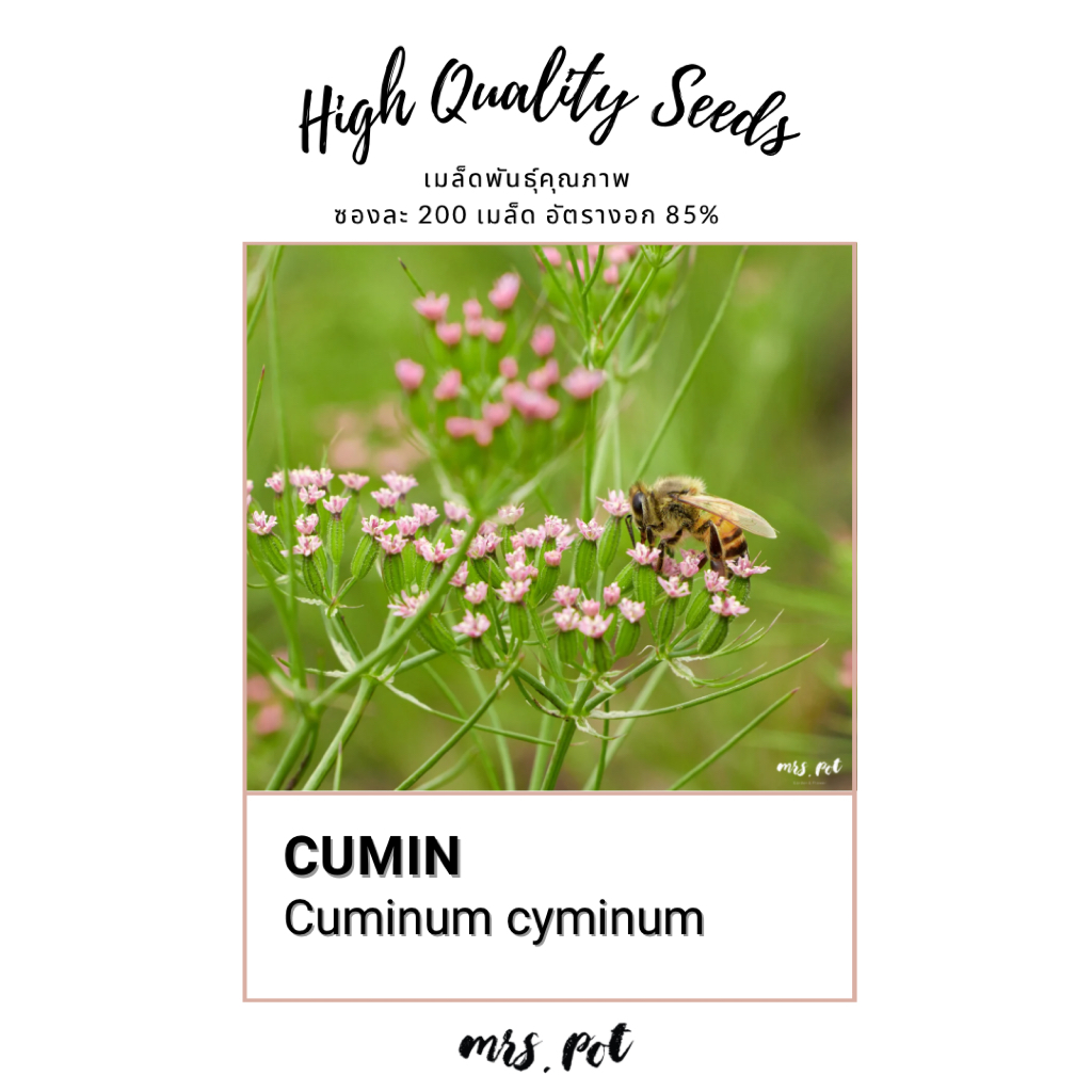 เมล็ดสมุนไพรอินเดีย Cumin