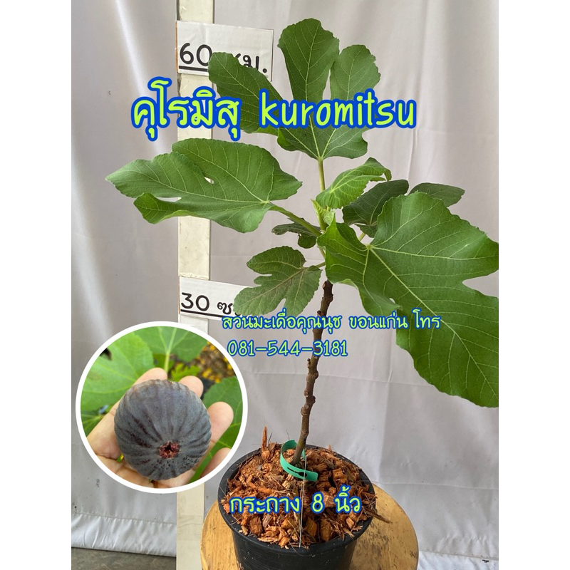 ต้นมะเดื่อฝรั่งคุโรมิสุ ใกล้ติดผล ขอดูรูปต้นจริงได้ค่ะ ราคาถูก Shopee Lazada