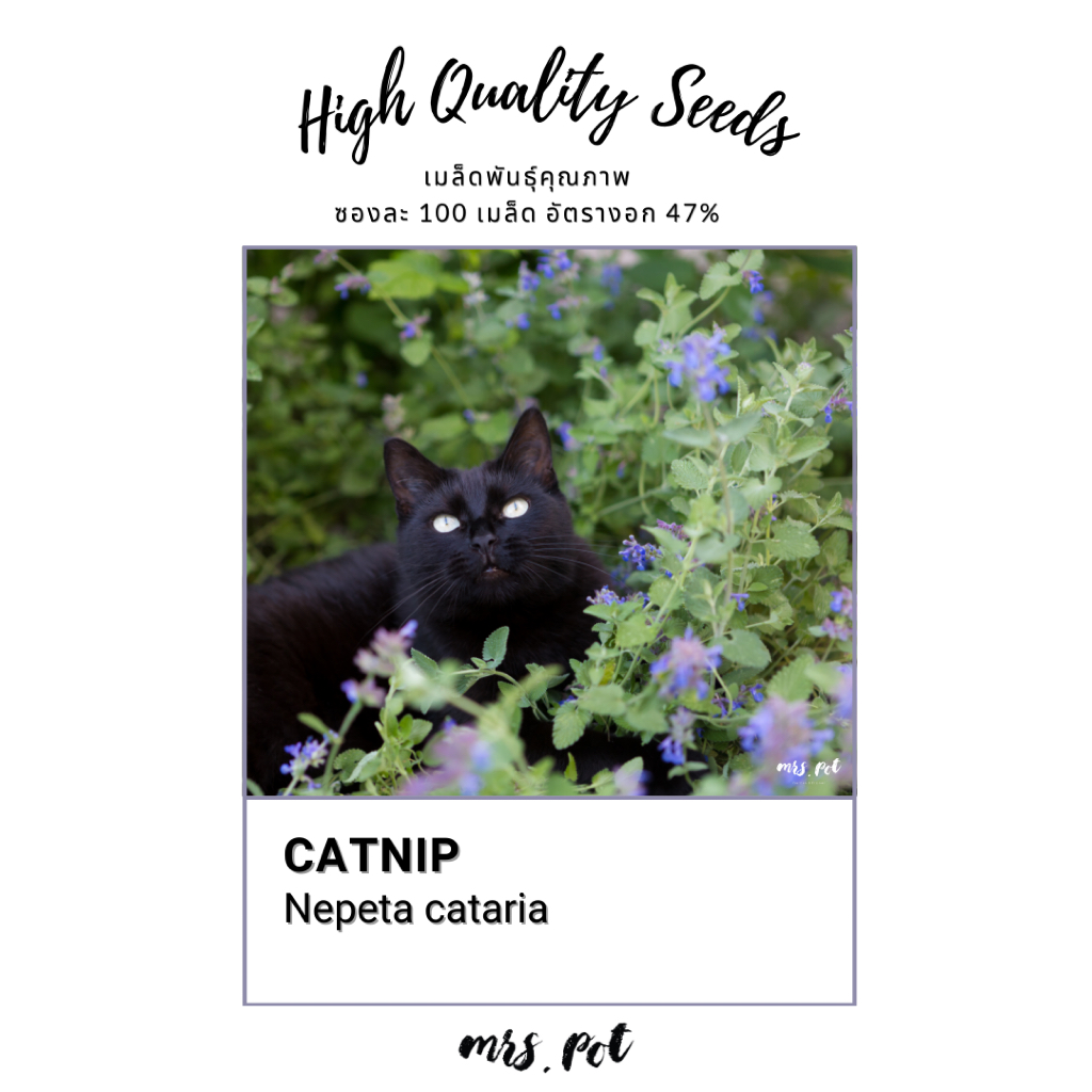 เมล็ดแคทนิป (Catnip) สำหรับเพาะปลูก รหัส060