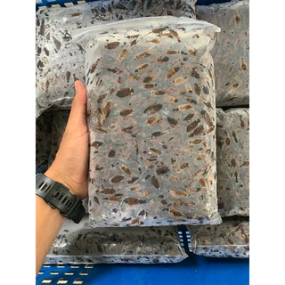จิ้งหรีดไข่ แช่แข็ง (1kg.) 🦗🦗❌ไม่ใส่เกลือ⚡️ส่งด่วน แมลงแช่แข็ง 🚚💨ค่าส่งแบบเหมา ส่งขนส่งแช่เย็น💦ฟรี ลังโฟมทุกจังหวัด