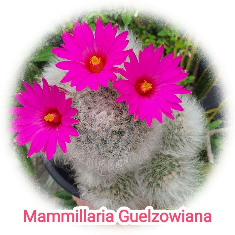 Mammillaria Guelzowiana LAU640 แมมลูกแมวไร้หนาม แคคตัส ไม้ชำหน่อ ในกระถาง 3 นิ้ว