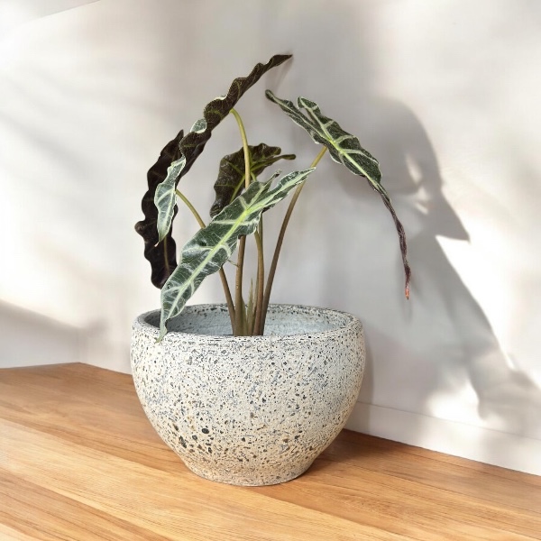 Flowerpot กระถางดินเผาทรงถ้วย สีวินเทจ เก่า ๆ ขนาด 26 x 15 cm.