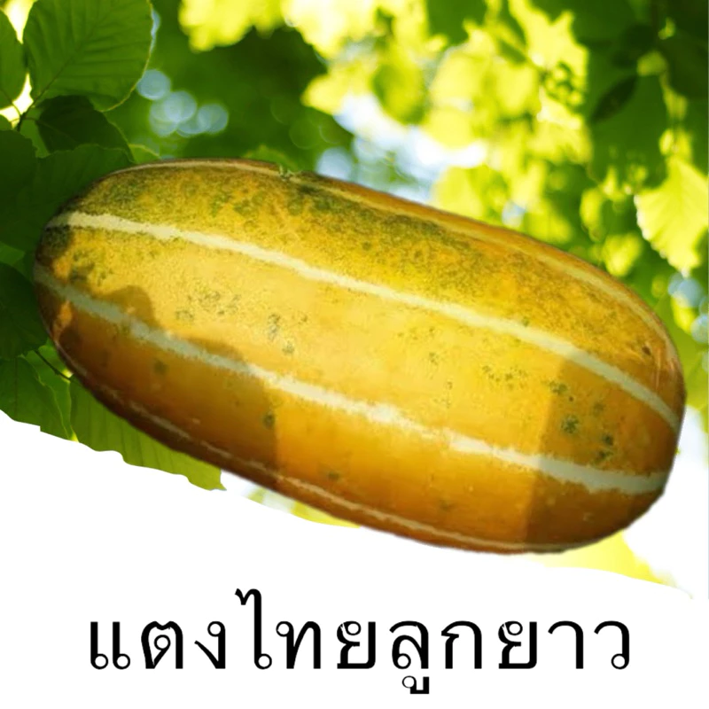 (50กรัม)เมล็ดพันธุ์แตงไทยลูกยาว แท้ 100 % เนื้อเขียว เหนียว นุ่ม หอม หวาน อร่อย ลูกใหญ่ ดก คัดเมล็ดพันธุ์จากแปลงคุณภาพ