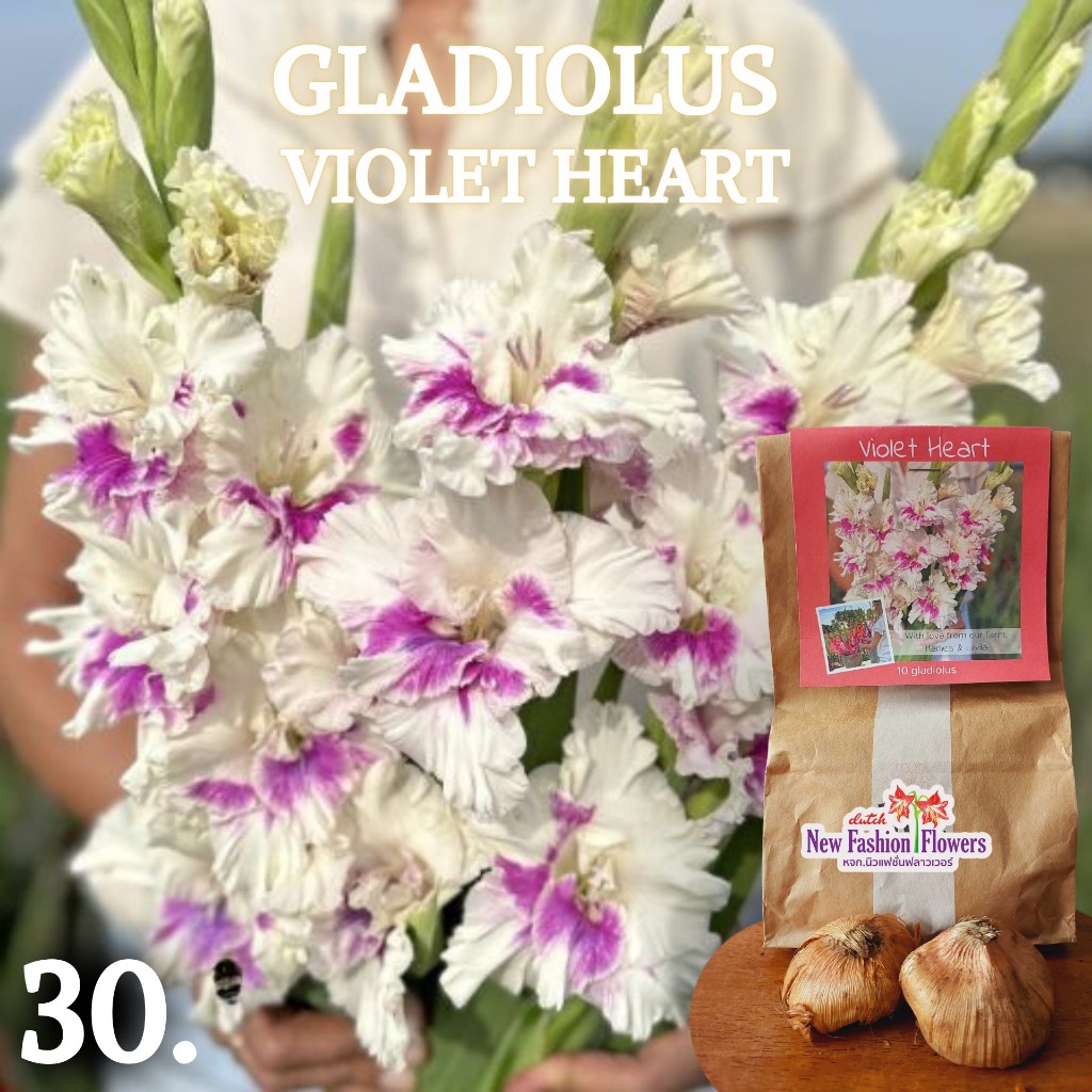แกลดิโอลัส / Gladiolus สายพันธุ์ใหม่สีทัชใจสุดๆครับ ที่เดียวในไทย ปลูกง่ายออกดอกง่ายเป็นดอกไม้น่าร้อนโดยแท้เลยครับ ราคา ถูกที่สุด ดีลบีเคเค แกลเลอรีภาพที่ 7