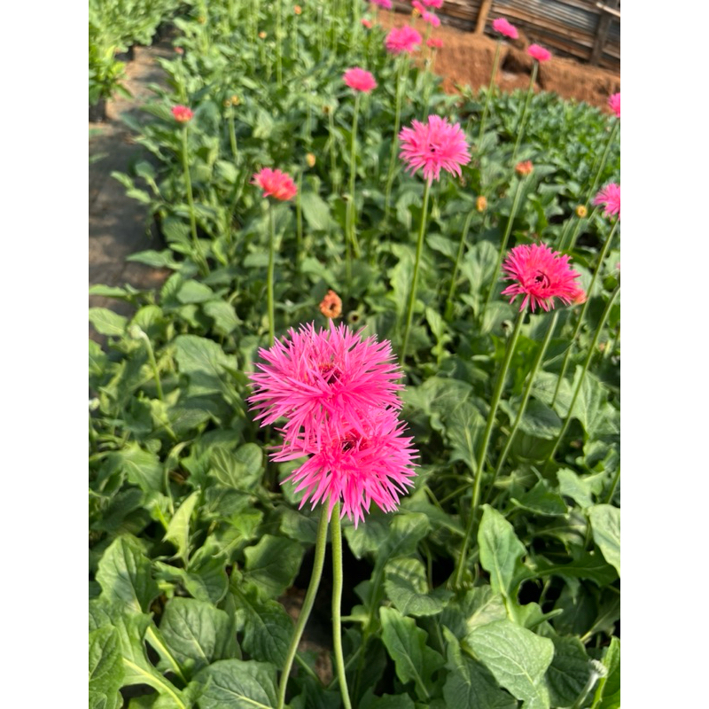 🔥ต้นเยอบีร่าถุงขนาด4 ×8นิ้ว(1ต้นมี1-2ดอกตูม)🌸🔥 - รูปที่ 2