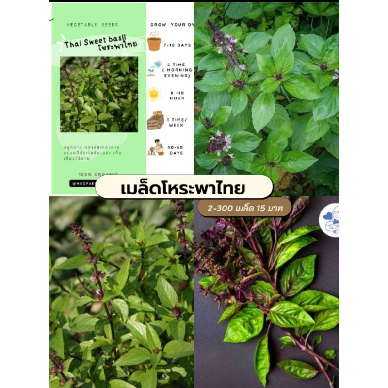 เมล็ดโหระพาไทยพื้นบ้าน