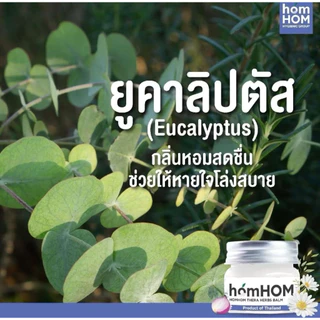 (ส่งด่วน/ส่งทันที🔥) บาล์มยูคาลิปตัส บาล์มหอมแดง 20 กรัม (ยูคาลิปตัส หอมแดง กลิ่นคาโมมายล์ โรสแมรี่)