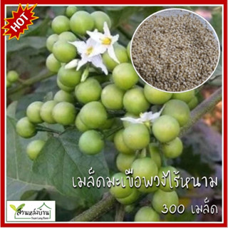 300 เมล็ด มะเขือพวงไร้หนาม หยกสยาม เมล็ดมะเขือพวงไร้หนาม เมล…