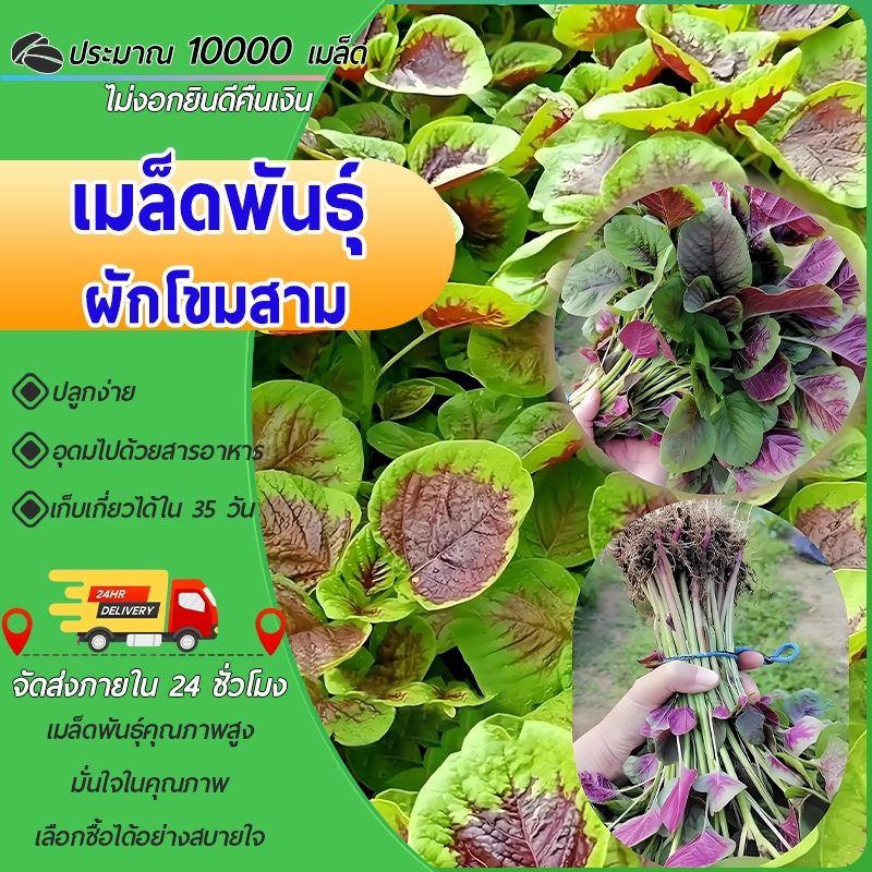 10000 เมล็ด เมล็ดพันธุ์ผักโขมสาม เมล็ดผักโขมสาม ผักโขมสามสี ปลูกง่าย งอกไว ใบดก มีคุณค่าวิตามินสูง