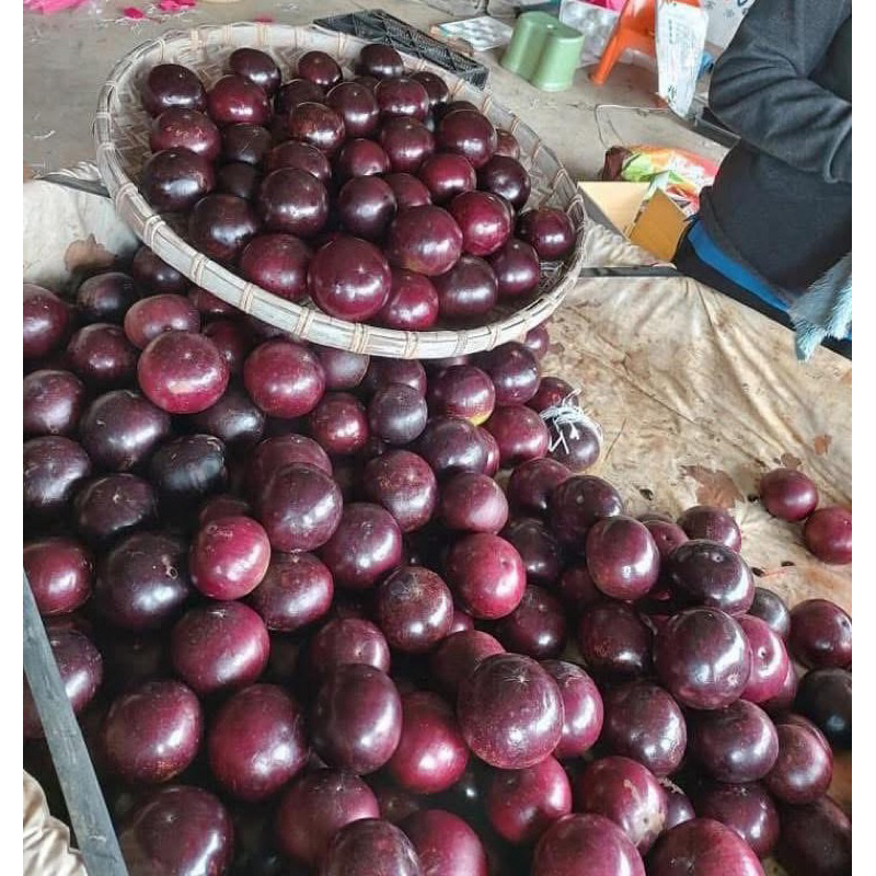 ต้นแอปเปิ้ลสตาร์ พันธุ์ไต้หวัน พันธุ์扁16品種 (เบี่ยงฉีโลว์ผิงโจว)นำเข้าจากจีน หรือพันธุ์ 16 รสชาติหวานกลมกล่อม นุ่ม เหนียว - รูปที่ 5