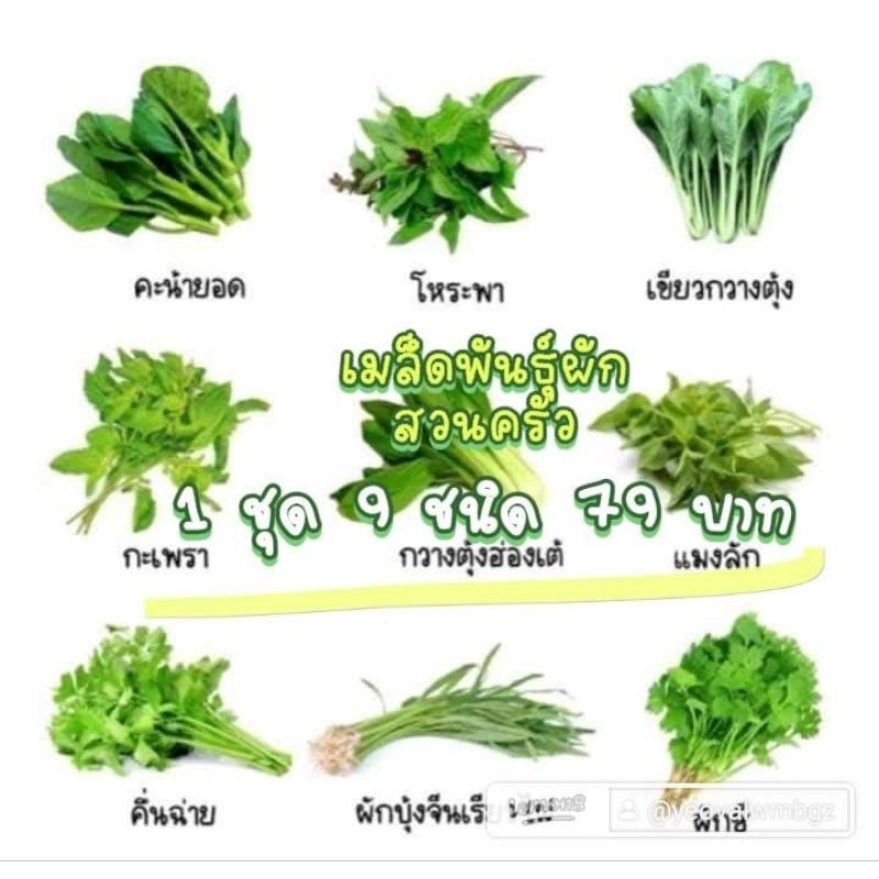 ผักสวนครัว 1 ชุด 9 ชนิด 79 บาท
