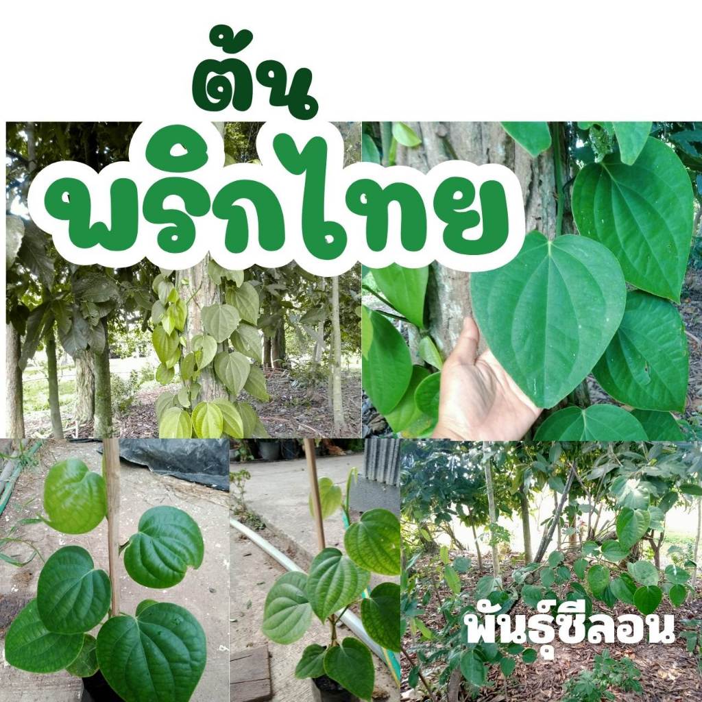 ต้นพริกไทยพันธุ์ซีลอน สำหรับประกอบอาหารเป็นพริกไทยสด เติบโตเร็ว แข็งแรง รากเดินดีแล้ว เลือกต้นได้