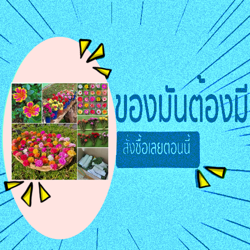 แถมฟรีทุกกำ รับลมหนาว🔆15 กิ่ง 5บาท)🔆 🤟กิ่งคุณนาย+แพร+แหวน{เลือกสีได้} ♡ขั้นต่ำ4กำ♡