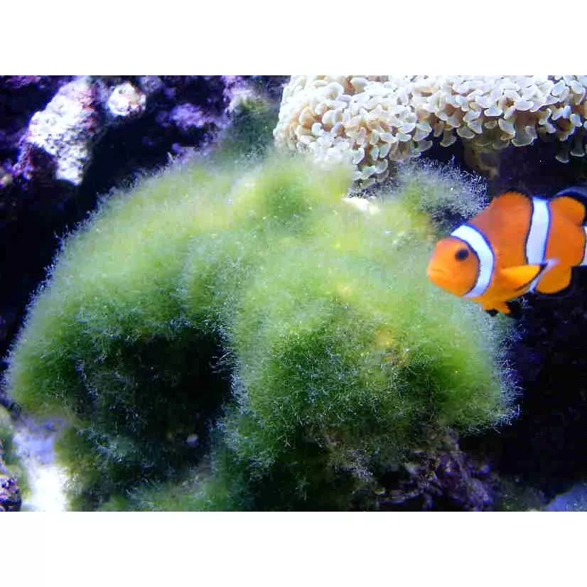 Remove Algae น้ำยากำจัดตระไคร่ สำหรับตู้ปลาทะเล thumbnail 4