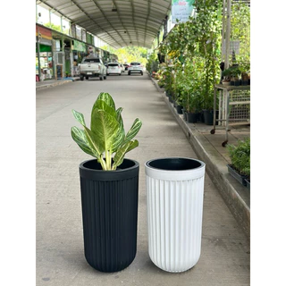 ‼️ถูก ส่งเร็วทันใจ‼️ กระถางโรมันทรงสูง กระถางพลาสติกทรงสูง