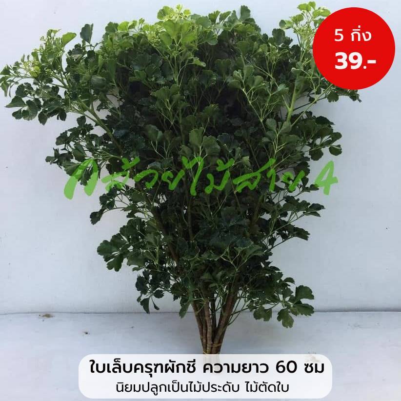 ใบเล็บครุฑผักชี (Polyscias Leaf) ความยาว 60 ซม. 1 กำ มี 5 กิ่ง นิยมปลูกเป็นไม้ประดับสวน ไม้ตัดใบ