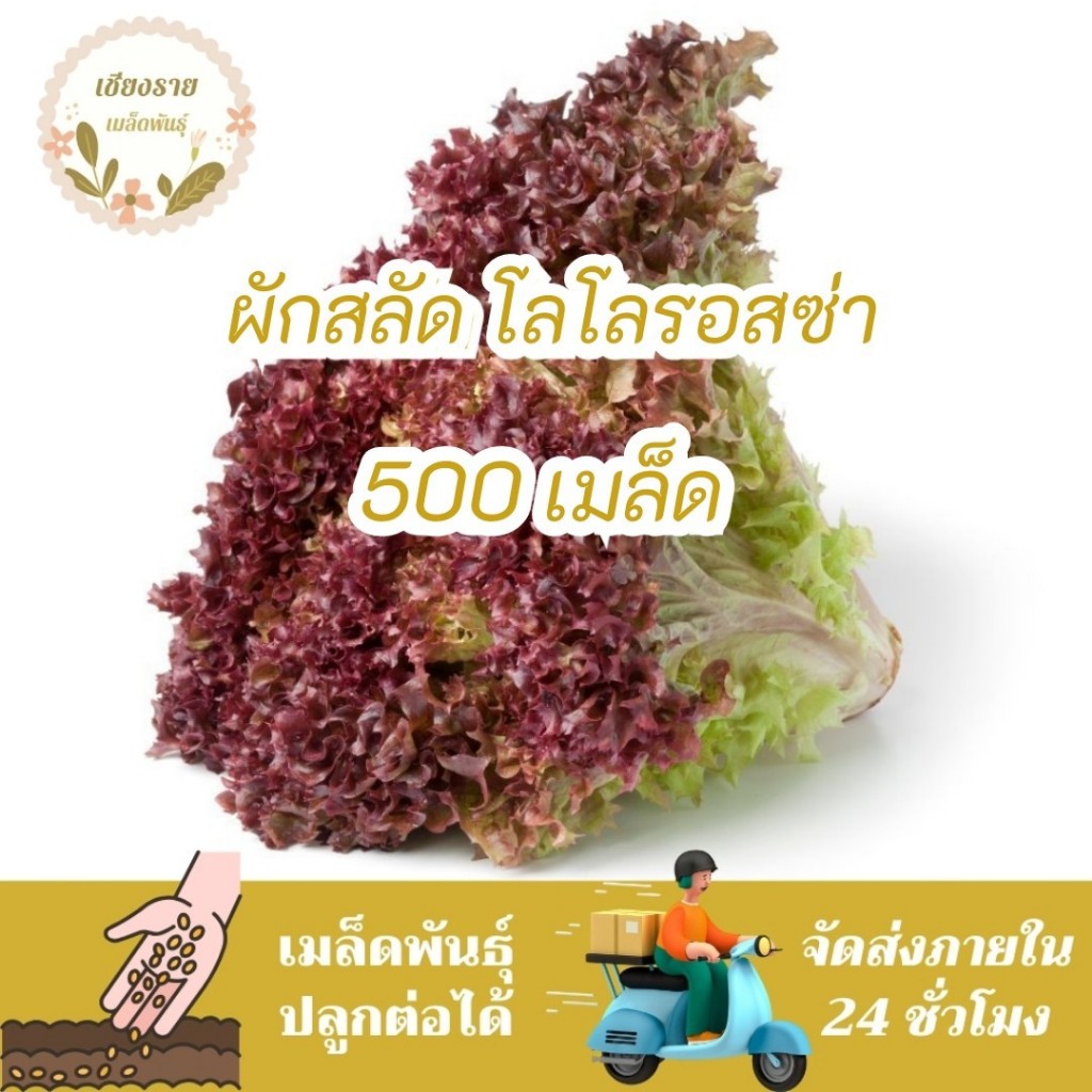 เมล็ดพันธุ์ ผักสลัด โลโลรอสซ่า 80 เมล็ด Lollo Rossa Lettuce Seed เมล็ดพันธุ์แท้100% นำเข้าจากต่างประเทศ