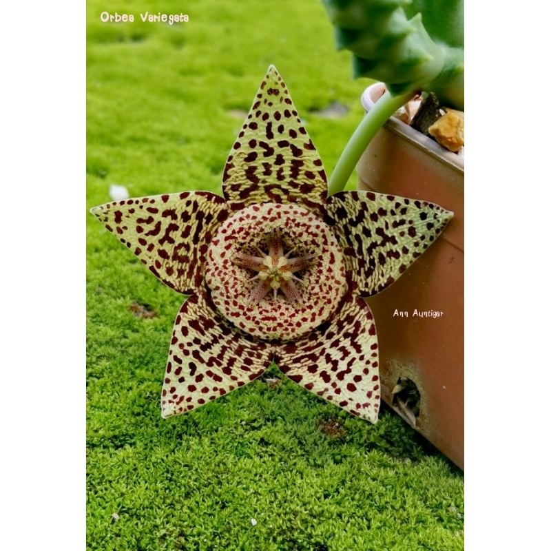 เก๋งจีน Orbea Variegata ส่งทั้งกระถาง