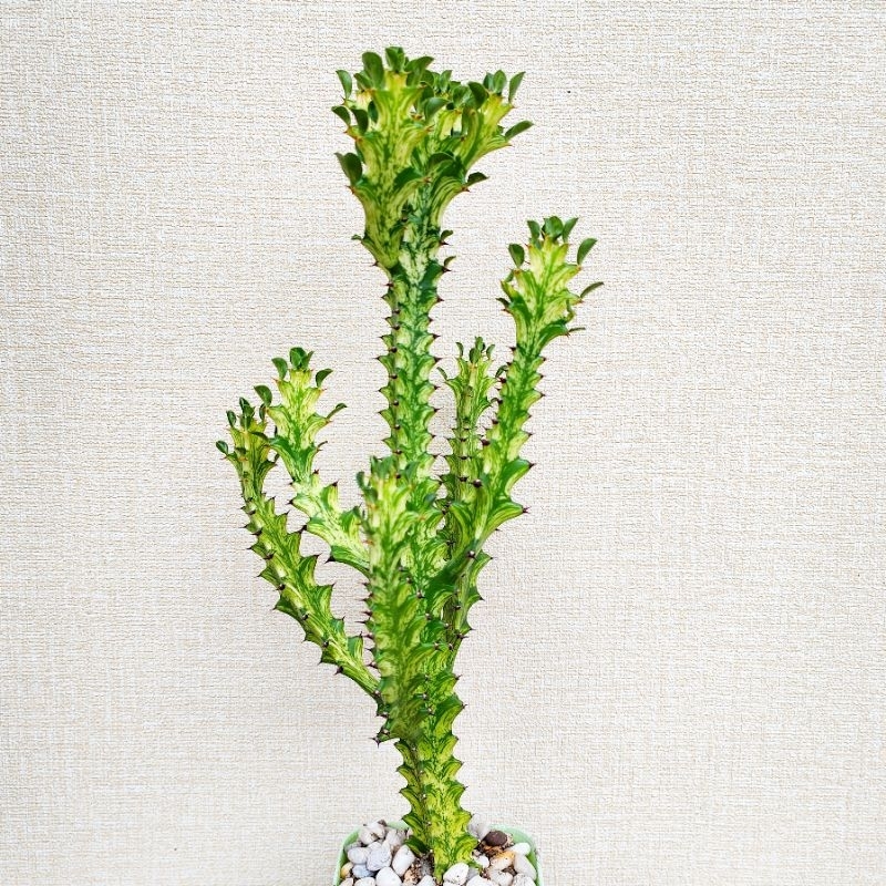 Euphorbia Trigona Variegataed ยูโฟเบียสลัดไดด่าง 17-40 cm.